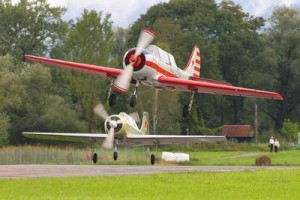 Yak in Formation